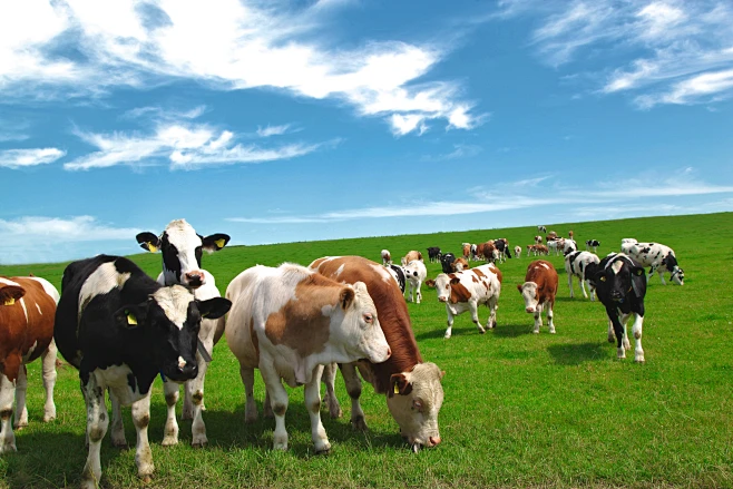 Enrofloxacin injectable solution for Cattle Enrofloxacin injectable solution for Cattle